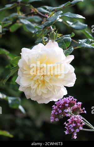 Cremig weiße englische Rose Emanuel Stockfoto