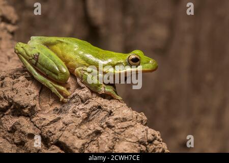 Der grüne Baumfrosch (Hyla cinerea) ist eine der häufigsten Baumfroscharten Südost-Nordamerikas. Stockfoto