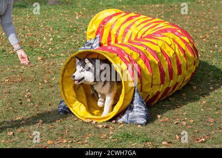 Sibirischer Husky verlässt den Agility Tunnel im Herbstpark. Haustiere. Stockfoto