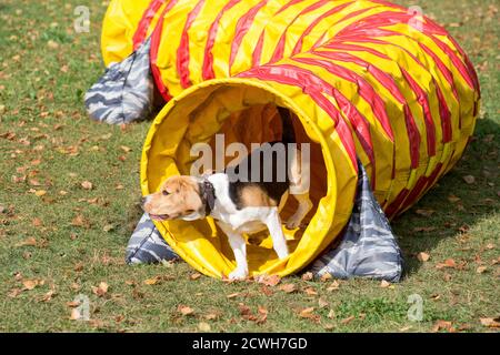 Der englische Beagle-Welpe läuft durch den Agility Tunnel im Herbstpark. Haustiere. Stockfoto