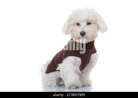 Junge bichon Welpe sitzt auf weißem Hintergrund, trägt braune Kleidung Stockfoto