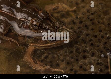 Südliche Leopardenfrösche (Lithobates sphenocephalus) im Wasser mit ihren Eiern in einem Feuchtgebiet in North Carolina. Stockfoto