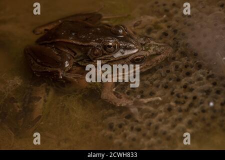 Südliche Leopardenfrösche (Lithobates sphenocephalus) im Wasser mit ihren Eiern in einem Feuchtgebiet in North Carolina. Stockfoto