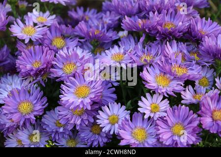 Lila Aster blüht im Herbstgarten Stockfoto