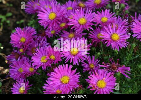 Rosa Aster mit gelber Mitte im Herbstgarten Stockfoto