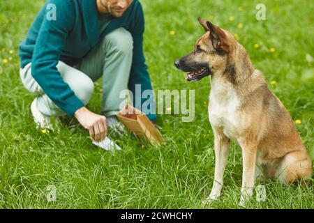 Bild von Schäferhund sitzt auf grünem Gras mit Besitzer Aufräumen nach seinem Hund im Hintergrund Stockfoto