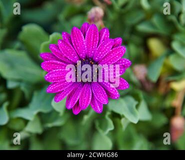 Heißer Rosa Gerber. Isoliert. Blütenkopf in voller Blüte. Stockbild. Stockfoto