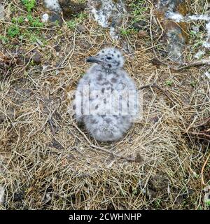 Hering Möwe Küken in einem Nest, Blick von oben, Newlyn, Cornwall, England, UK. Stockfoto