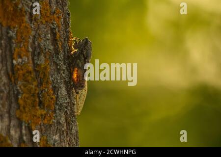 Eine europäische gemeine Zikade, die auf einen Baum klettert Stockfoto