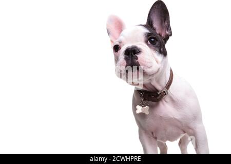 Neugieriger kleiner französischer Bulldogge Welpe, der auf Weiß aufschaut Hintergrund Stockfoto