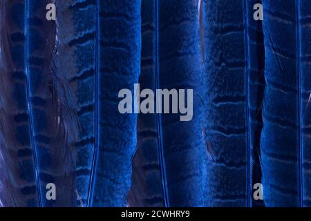 Moderne Feder Hintergrund, tolles Design für jeden Zweck. Das Konzept der minimalen Natur. Blau. Elegante Einrichtung. Stockfoto