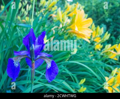 iris Blume mit Wassertröpfchen im Garten Stockfoto