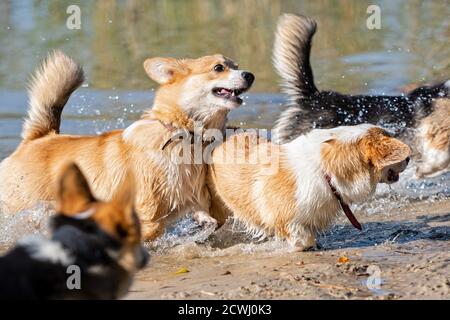 Mehrere glückliche Welsh Corgi Hunde spielen und springen in der Wasser am Sandstrand Stockfoto