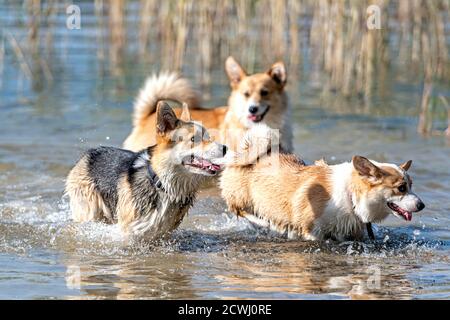 Mehrere glückliche Welsh Corgi Hunde spielen und springen in der Wasser am Sandstrand Stockfoto