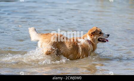 Welsh Corgi Pembroke flauschiger Hund, der im Wasser spielt Der Strand Stockfoto