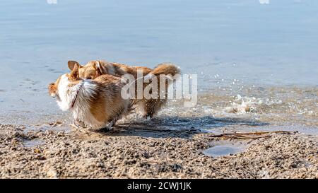 Mehrere glückliche Welsh Corgi Hunde spielen und springen in der Wasser am Sandstrand Stockfoto