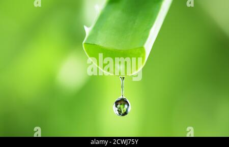 Wassertropfen auf Aloe Vera Blume, weicher Hintergrund, geringe Schärfentiefe Stockfoto