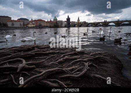 Schwäne und Enten auf der Moldau vor dem Hintergrund der Karlsbrücke. Prag, Tschechische Republik Stockfoto