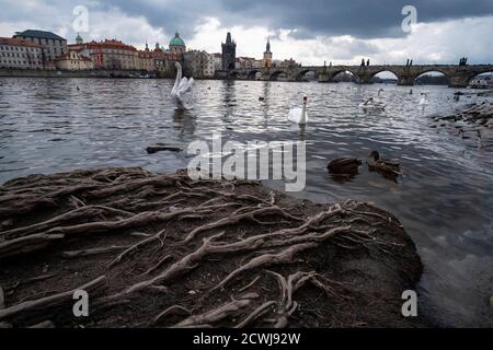 Schwäne und Enten auf der Moldau vor dem Hintergrund der Karlsbrücke. Prag, Tschechische Republik Stockfoto