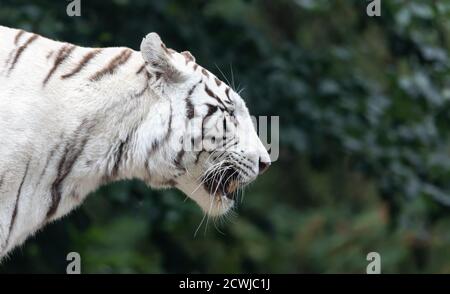 Seitliche Nahaufnahme eines weißen bengalischen Tigers (Panthera tigris tigris) Stockfoto