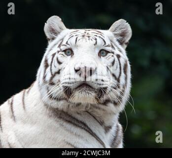 Frontale Nahaufnahme eines weißen bengalischen Tigers (Panthera tigris tigris) Stockfoto