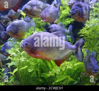 Nahaufnahme der Ein roter Piranha (Pygocentrus nattereri) Stockfoto