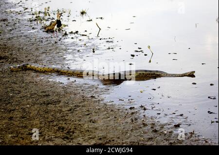 Green Anaconda, eunectes murinus, Erwachsener betritt Wasser, Los Lianos in Venezuela Stockfoto