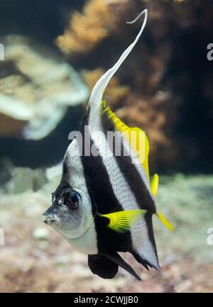 Nahaufnahme eines Zwergkoralfisches (Heniochus acuminatus) Stockfoto