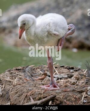 Nahaufnahme eines jungen amerikanischen Flamingo (Phoenicopterus ruber) Stockfoto