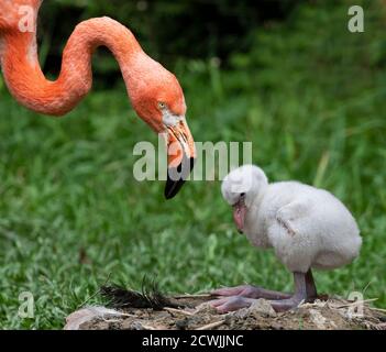 Ein Küken und seine Mutter (amerikanischer Flamingo - Phoenicopterus ruber) - Nahaufnahme Stockfoto