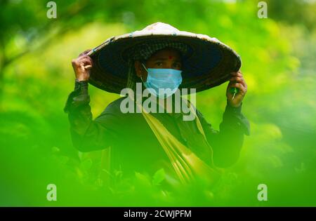 (200930) -- PEKING, 30. September 2020 (Xinhua) -- EIN Teegartenarbeiter pflückt Teeblätter nach der Entspannung der Sperre am Stadtrand von Agartala, der Hauptstadt von Indiens nordöstlichem Bundesstaat Tripura, 8. September 2020. (Str/Xinhua) Stockfoto