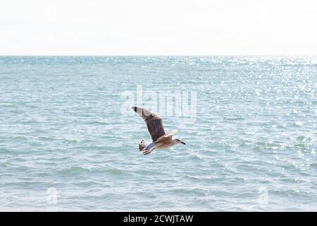 Möwe fliegt über dem Ozean Stockfoto