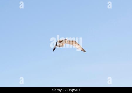 Möwe im Flug gegen blauen Himmel Stockfoto