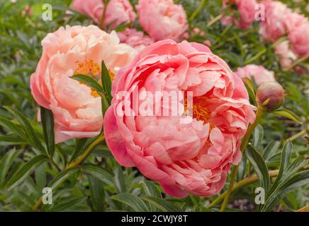 Schöne japanische zarte rosa Pfingstrose. Paeonia 'Coral Charm' in der Botanik in Polen. Stockfoto