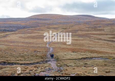 Wanderer auf dem Weg zum Berg Ben Macdui, dem zweithöchsten Gipfel in Großbritannien, in der Nähe des Cairngorm Ski Centre in Aviemore, Schottland, Großbritannien Stockfoto