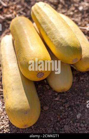 Gelbe lange Kürbisse auf dem Feld Stockfoto