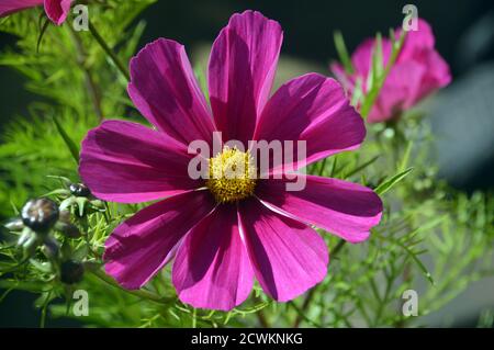 Lone Deep Pink Single Cosmos bipinnatus 'Sonata Carmine' in einem englischen, Country Garden, Lancashire, England, Großbritannien angebaut. Stockfoto