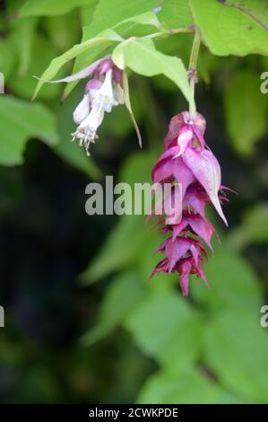 Leycesteria formosa 'Himalayan Honeysuckle' Blumen in einem englischen, Country Garden, Lancashire, England, Großbritannien gewachsen. Stockfoto