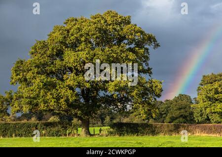 Eiche und Regenbogen, Shropshire Hills, in der Nähe der Kirche Stretton, Shropshire Stockfoto