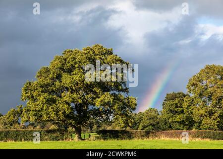 Eiche und Regenbogen, Shropshire Hills, in der Nähe der Kirche Stretton, Shropshire Stockfoto