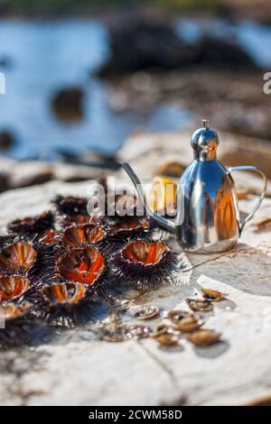 Seeigel auf Felsen mit Olivenöl Stockfoto