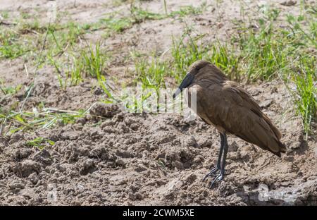 Hamerkop (Scopus umbretta) aus der Nähe auf dem Boden stehend im Kruger Nationalpark, Südafrika Stockfoto