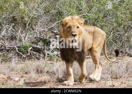 Nahaufnahme eines erwachsenen männlichen Löwen mit dunkler Mähne beim Spaziergang im Kruger Nationalpark, Südafrika Stockfoto