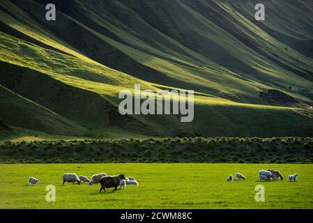 Isländische Landschaft mit leuchtenden grünen Hügel und Landschaft grasenden Schafen, am späten Nachmittag Leuchten in den Highlands, Island Stockfoto