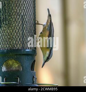 Eine schöne Nuthatch auf einem Vogel Feeder Essen Sonnenblumen Herzen In einem Garten in Alsager Cheshire England Vereinigtes Königreich Großbritannien Stockfoto