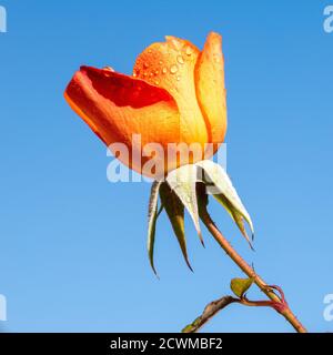 Eine wunderschöne Orange Rose in voller Blüte mit einem klaren Blassblauer Himmel Hintergrund in einem Garten in Alsager Cheshire England Vereinigtes Königreich Großbritannien Stockfoto