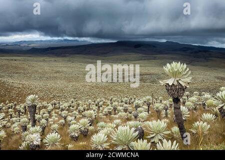 Frailejon Pflanzen (ganze Pycnophylla) bei Voldero Lagunen, El Angel Ecological Reserve, Provinz Carchi, Ecuador Stockfoto