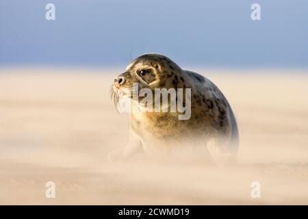 Gray Seal Pup (Halichoerus grypus) am Strand, Donna NOOK, Lincolnshire, England Stockfoto