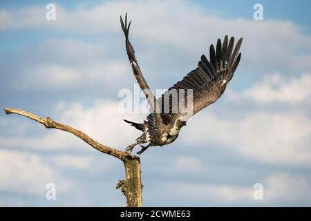 African White-backed Vulture (Gyps africanus), (C), Hampshire, England, Großbritannien Stockfoto