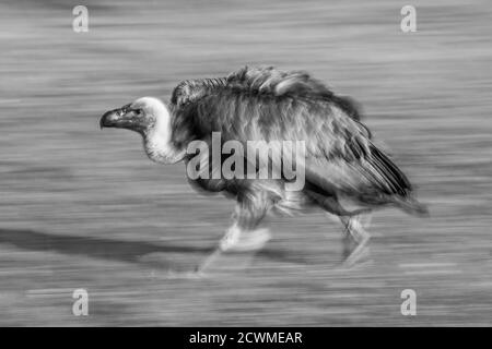 African White-backed Vulture (Gyps africanus), (C), Hampshire, England, Großbritannien Stockfoto